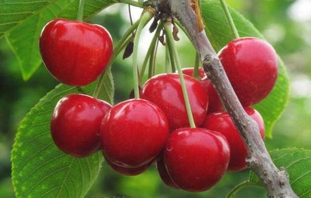 
再见“绿萝” 阳台养此种果树 赏花、吃果两不误 好养又易活“十大外围足球大平台”(图2)