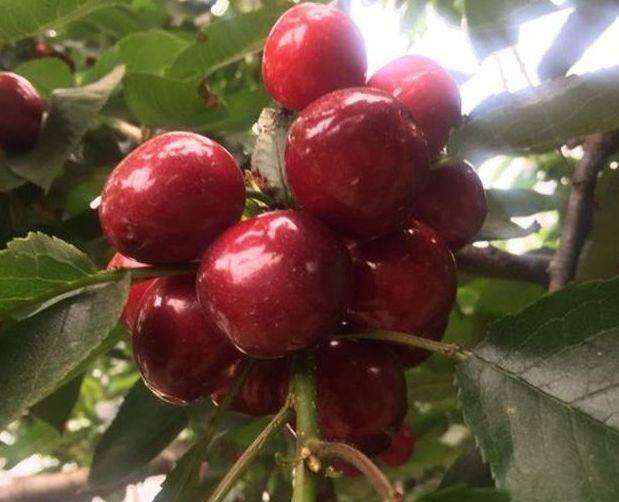 
再见“绿萝” 阳台养此种果树 赏花、吃果两不误 好养又易活“十大外围足球大平台”(图6)