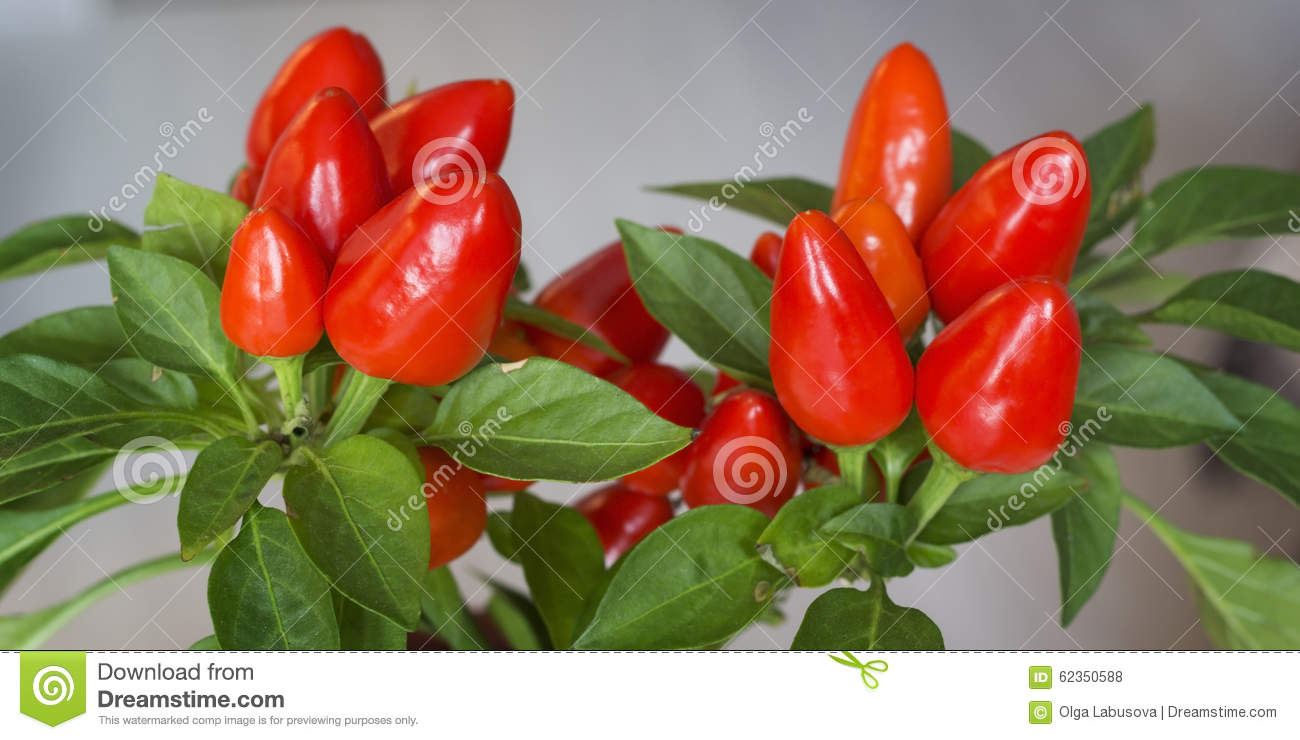 十大外围足球大平台