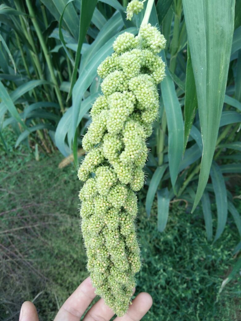 十大外围足球平台app手机版