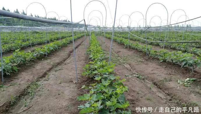 十大外围足球平台app|
全球公认投产最快的果树 当年栽种产量可达千斤 能一连收50年！(图2)