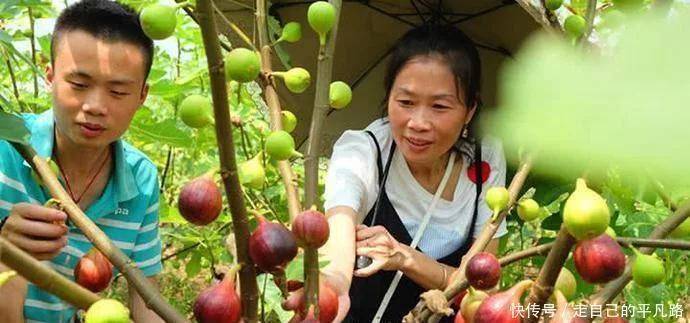 十大外围足球平台app|
全球公认投产最快的果树 当年栽种产量可达千斤 能一连收50年！(图5)