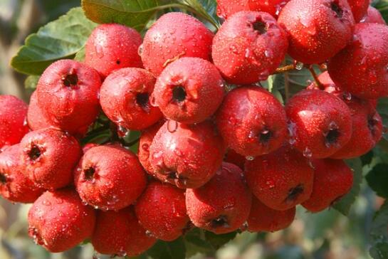 谈淮北地区渔业发展现状、问题及对策_十大外围足球平台app手机版(图2) 十大外围足球平台app手机版