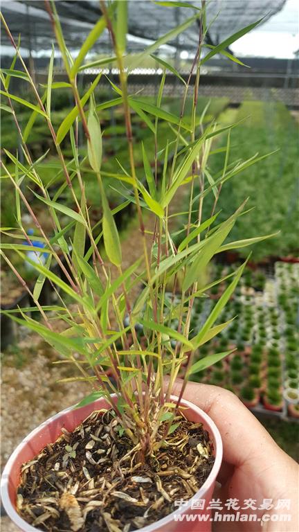 十大外围足球大平台