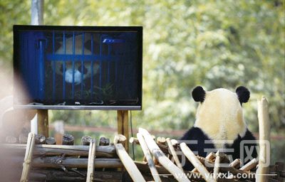 十大外围足球平台app手机版